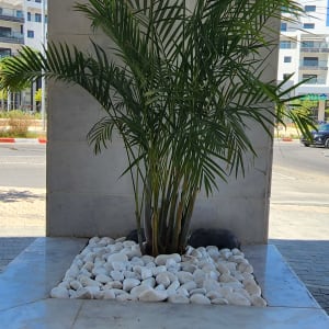 צמח ירוק באדנית עם אבנים לבנות