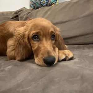 כלב שוכב על ספה חומה