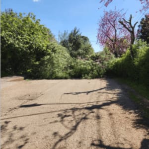 עצים גזומים על שביל עם שמיים כחולים