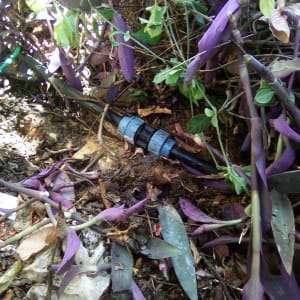 צינור השקיה בין צמחים בגינה