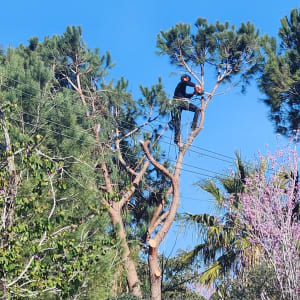 אדם גוזם עץ גבוה עם מסור חשמלי