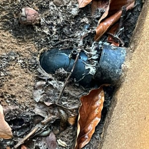 צינור שחור באדמה עם עלים יבשים סביבו