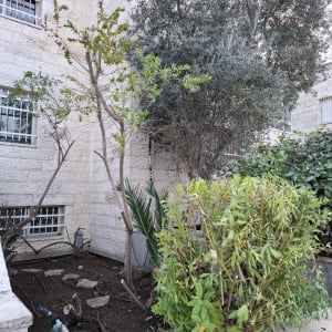 עצים ושיחים בגינה עם צינורות השקיה