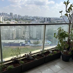 עציצים עם צמחים שונים במרפסת עם נוף עירוני