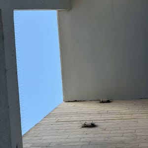 קיר עם דוקרנים נגד יונים בשטח פתוח