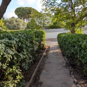 שביל מוקף שיחים ועצים בגינה ירוקה