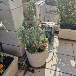 עציץ עם צמחים ופרחים על מרפסת