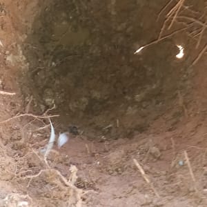 בור באדמה עם מים ושרשים