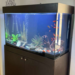 אקווריום עם דגים וצמחייה צבעונית