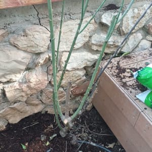 צמח גזום ליד קיר אבן עם אדמה וענפים