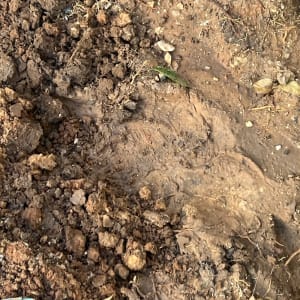 אדמה רטובה עם עלים ופסולת פלסטיק