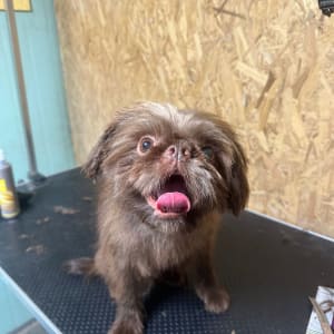 כלב על שולחן טיפוח עם מספריים וכלי עבודה