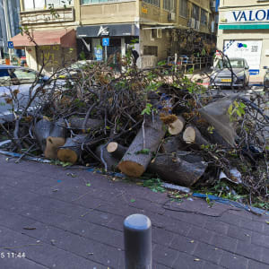 ערימת ענפים וגזעים ברחוב לאחר גיזום עצים