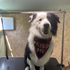 כלב עם בנדנה "Kiss Me" על שולחן טיפוח