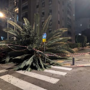 עץ כרות על הכביש עם סרטי אזהרה