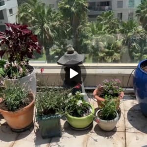 עציצים על מרפסת עם נוף לעצים ובניינים