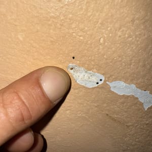 אצבע מצביעה על קיר עם סימני חרקים