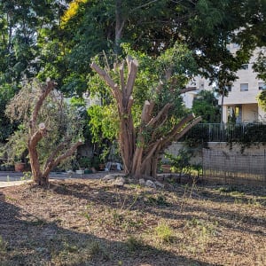 עצים גזומים עם ענפים חתוכים בגינה