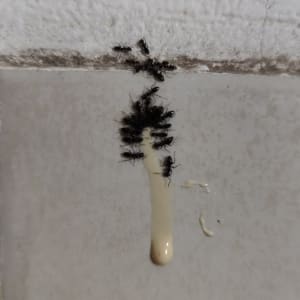 נמלים מתאספות סביב חומר הדברה על הקיר