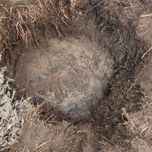 חפירה סביב עץ כהכנה לגיזום