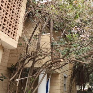 עצים וגיזום ליד בית עם עציצים וכלים