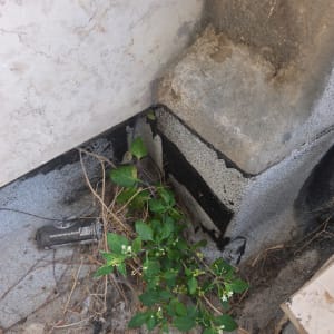 צמח ירוק צומח בפינת קיר עם סימני רטיבות
