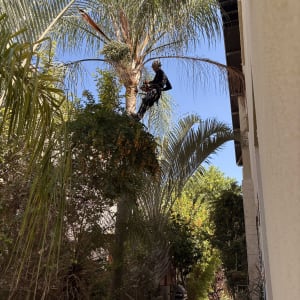 אדם גוזם עץ דקל בגינה ליד בית