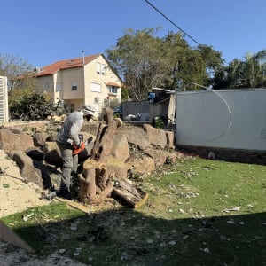 אדם גוזם עץ עם מסור חשמלי בחצר