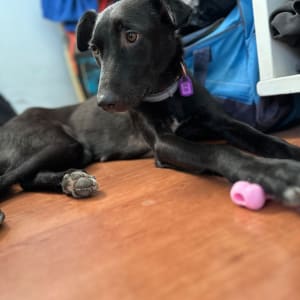 כלב שוכב על הרצפה עם צעצוע ורוד