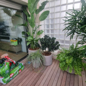 עציצים וצמחים על רצפת עץ במרפסת