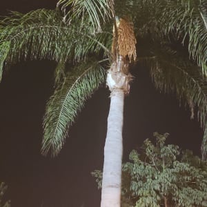 עץ דקל עם ענפים גזומים בחלקו העליון