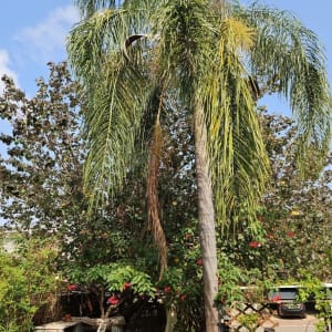 עץ דקל עם ענפים יבשים לפני גיזום