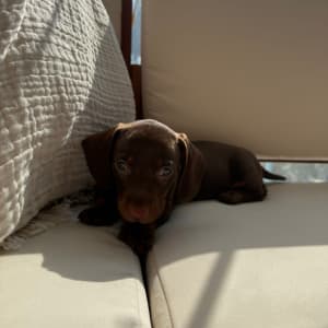 כלב קטן שוכב על ספה באור שמש