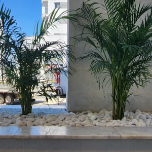 שני עציצים עם אבנים לבנות במיכל גינון