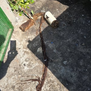 שורשים וכלי עבודה על הקרקע, כנראה קשור לעבודות גינון או תחזוקה.