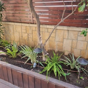 גינה עם צמחים ועץ ליד גדר עץ