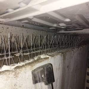 דוקרנים מותקנים על קיר למניעת קינון יונים