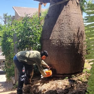 אדם גוזם עץ עם מסור חשמלי גדול