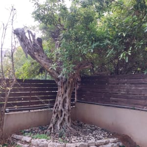 עץ גדול בגינה עם אבנים מסביב