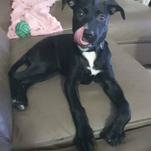 כלב שחור על ספה עם לשון בחוץ