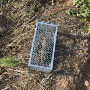 מלכודת מתכת על אדמה יבשה עם צמחייה