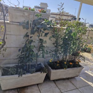 עציצים עם צמחים ופרחים על מרפסת