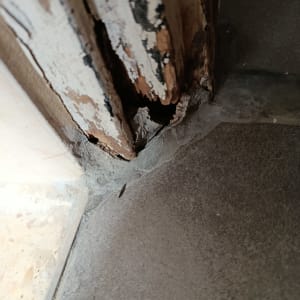 נזק לעץ ליד רצפה, ייתכן כתוצאה מנזילה