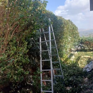 סולם ליד שיחים בגינה עם עלים גזומים