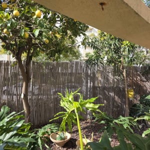 עץ לימון וצמחים בגינה עם גדר במבוק