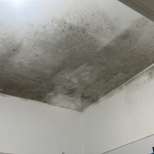 תקרה עם כתמי עובש כהים לפני צביעה