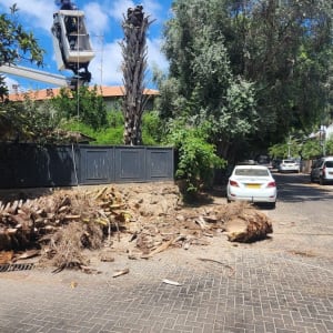 אדם במנוף גוזם עץ ברחוב עם מכוניות