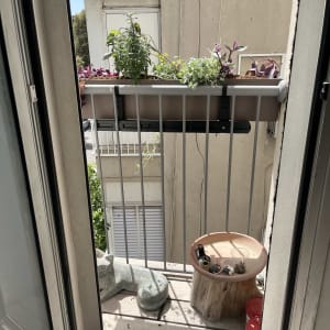 עציצים על מעקה מרפסת עם צמחים ירוקים ופרחים סגולים