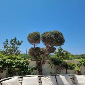 עץ מעוצב עם שיחים וספה בגינה