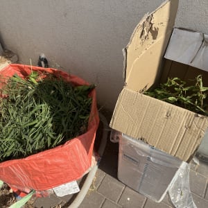 שק אדום וקרטון עם עשבים וגזם